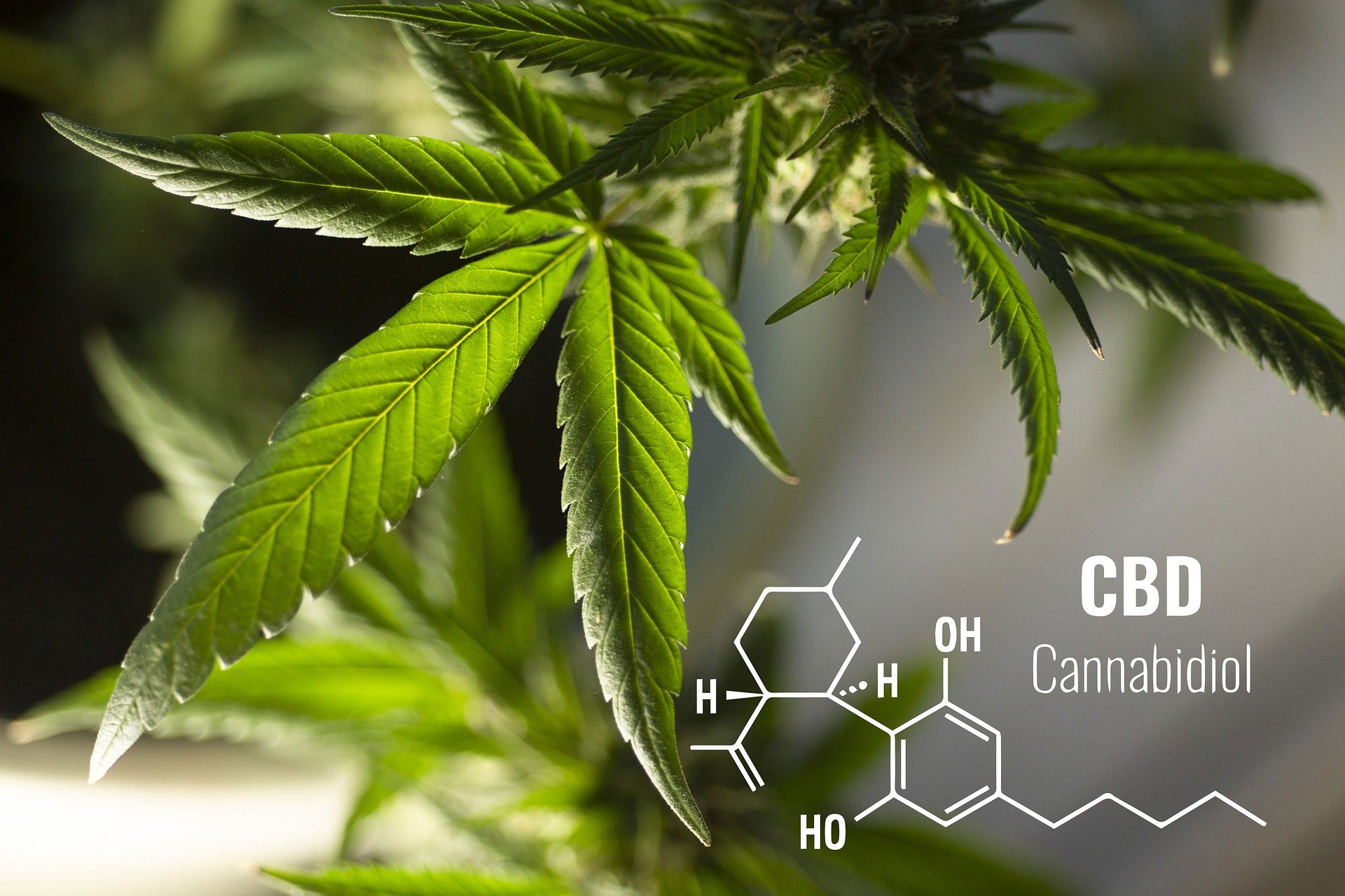 cbd5
